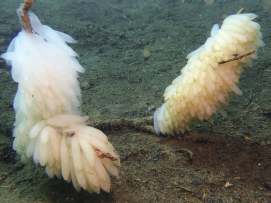 Squid eggs